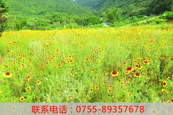 深圳哪里有農家樂好玩？深圳農家樂推薦？