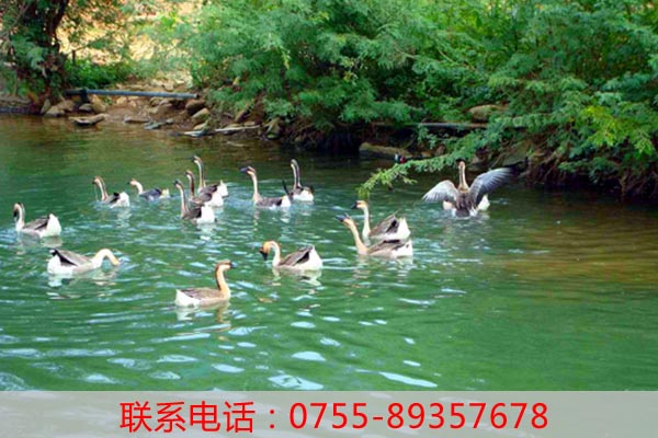 老虎溝生態(tài)農(nóng)場有哪些好玩的項目