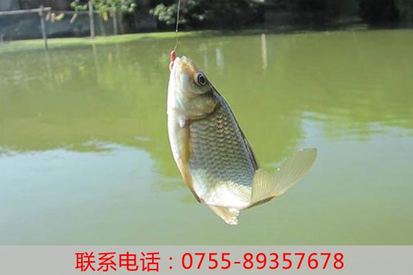 談談老虎溝生態農家樂是如何凸顯農家樂特色的？